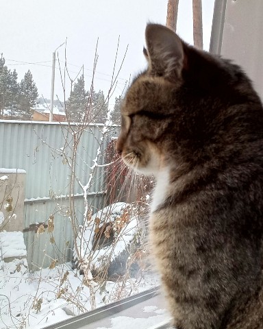 Looky_1700045010685 в LOOKY. . зимний кот
