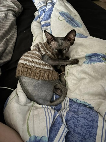 Looky_174538869908368 в LOOKY. . Кошка Галошка 🐱