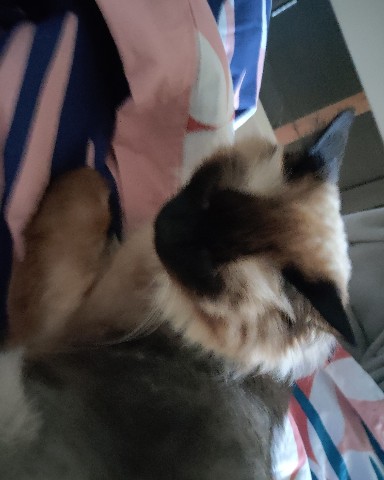 Кибер котлета в LOOKY. . 
