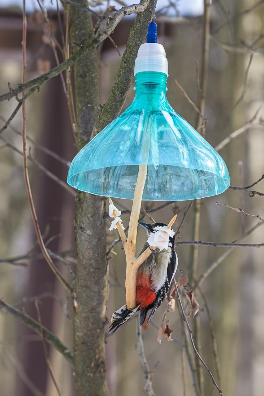 poboruev_landscape в LOOKY. #природа,#птицы,#птица,#дятел,#birdwatching,#весна. – Ой-ой-ой! – испуга...