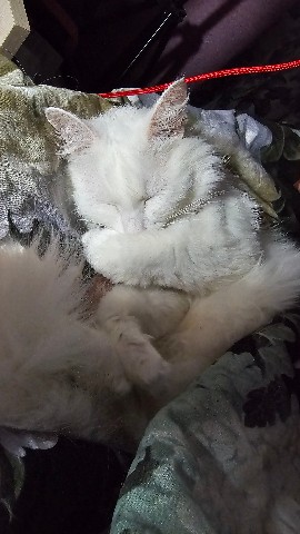 Katerina_Kass в LOOKY. . Котик спрятал носик ...