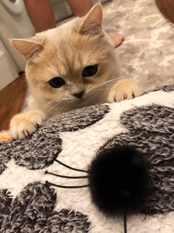 KENT37 Britanec Ивановский в LOOKY. #Kot,#Кот,#игра. Всем Приветы !!!🐾🐾...