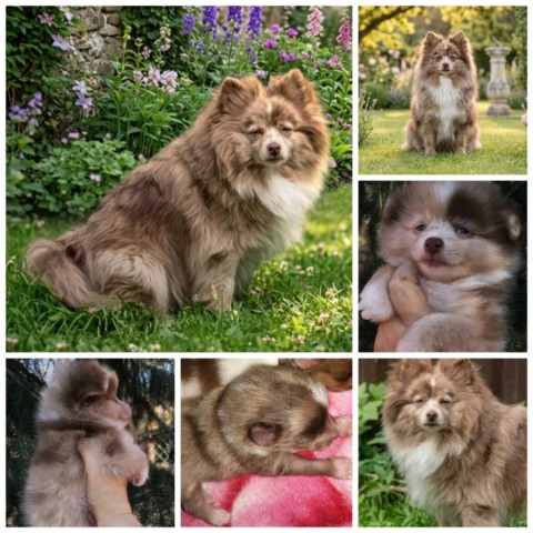 Olga_pom_shpitz в LOOKY. #шпиц,#мраморныйшпиц,#шпицмерле,#лиловыйшпиц,#коричневыйшпиц,#белоголубойшпиц,#малыйшпиц,#кляйншпиц,#средний_шпиц,#миттельшпиц,#собака. ❤️❤️❤️ ЯШМОЧКА ЖДЁТ ...