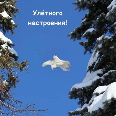 kosovskijy в LOOKY. . 