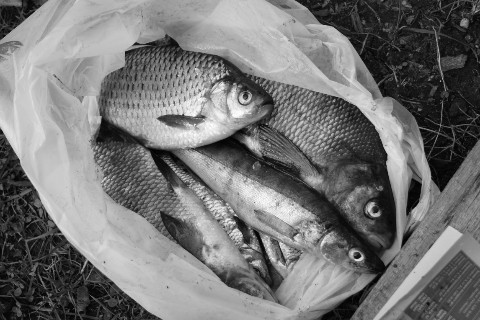 rina в LOOKY. #fish,#bw,#photo,#myphoto,#life. #fish #bw #photo [#a...