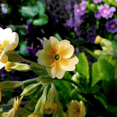 volkov в LOOKY. #цветы,#flowers,#. #цветы #flowers # цв...