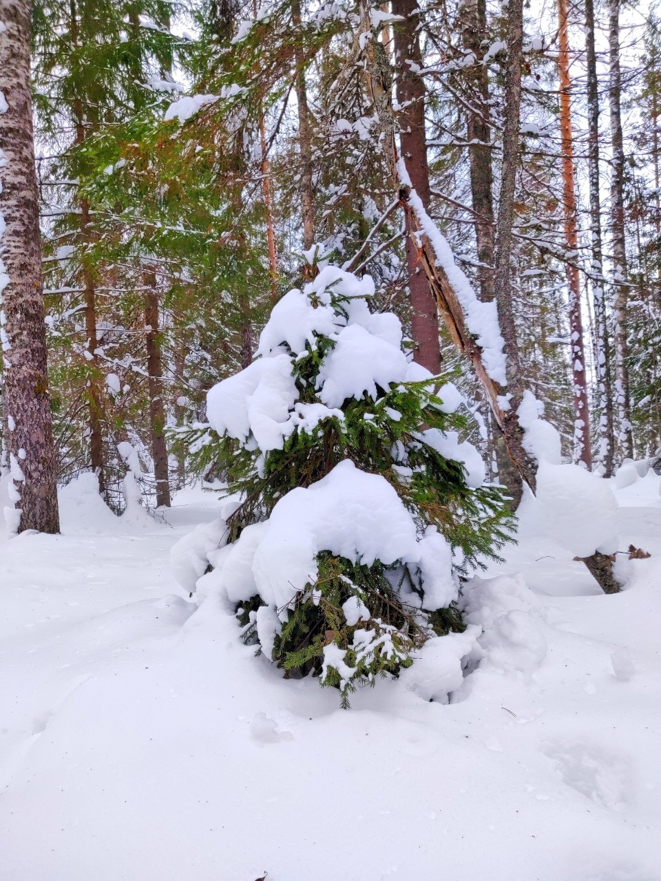 Виктор in LOOKY. #весна
#карелия,#karelia,#karjala,#живувкарелии,#веснавпетрозаводске
#petroskoi,#petrozavodsk,#петрозаводск,#природа,#природакарелии,#photonature,#naturephoto
#looky,#looky_official,#LOOKY_контент,#looky_you,#you,#looky_топ. Карелия
#веснавкарел...