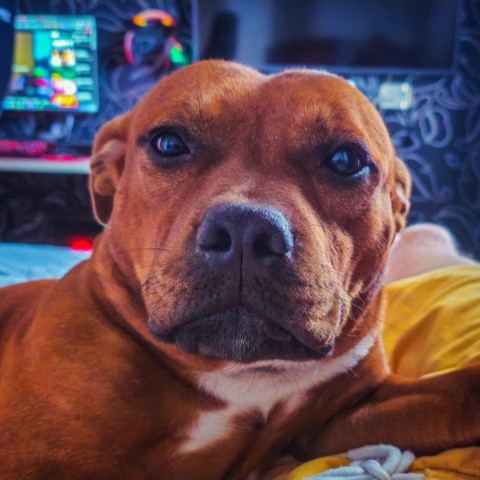 BuchTheStaffy в LOOKY. #стаффорд,#стаффбуль,#буч,#staffy,#staffordshirebullterrier,#собака,#питомец,#милота,#жиза,#смешныесобаки,#reelsdog,#dogsoftiktok,#dogtrends,#funnydogs,#собакавдоме. #стаффорд #стаффбуль...
