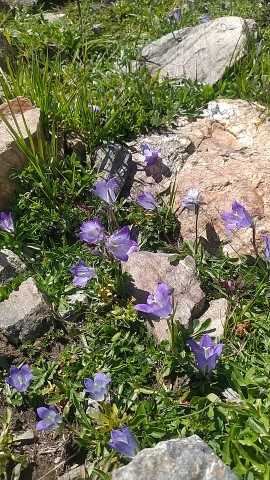 dacha_ydacha в LOOKY. . Эти маленькие колоко...