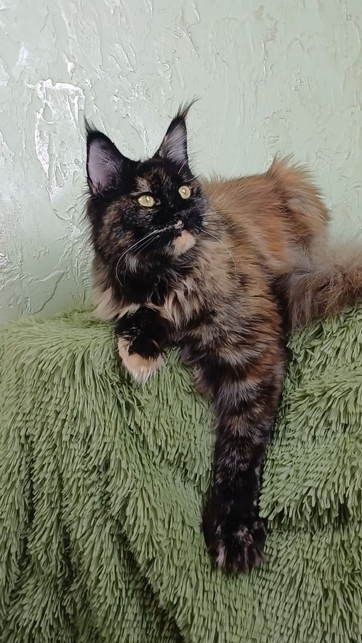 kot72_maine_coon в LOOKY. #kot72_mainecoon,#мейнкун. ❤️F&N Nostra Limea
Д...