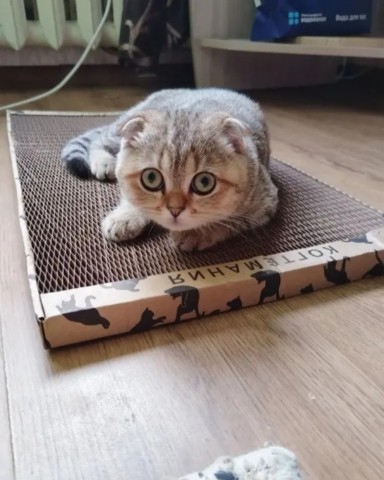 kogtedralka в LOOKY. #кошки,#котики,#котята,#прокошек,#когтеточки,#когтемания,#рекомендации,#актуальное,#важно,#cats,#питомцы,#животные,#круто,#супер,#номер1,#чудо,#интересно,#красота,#сегодня,#счастье,#любовь,#лучшаякогтеточка,#топ. ✅️"Отличная когтеточ...