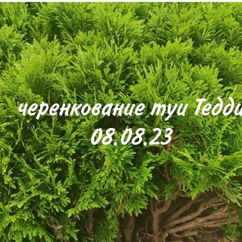 costabereg в LOOKY. #туя,#туятедди,#черенкованиетуи,#садогород,#дача. Очередное черенкован...
