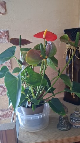 Аня__Looky в LOOKY. . Доброе🌞 утро друзья...
