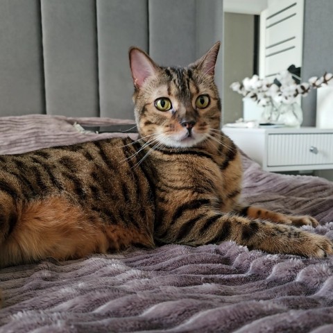 bengal_leonard19 в LOOKY. . Ох, как же давно я з...