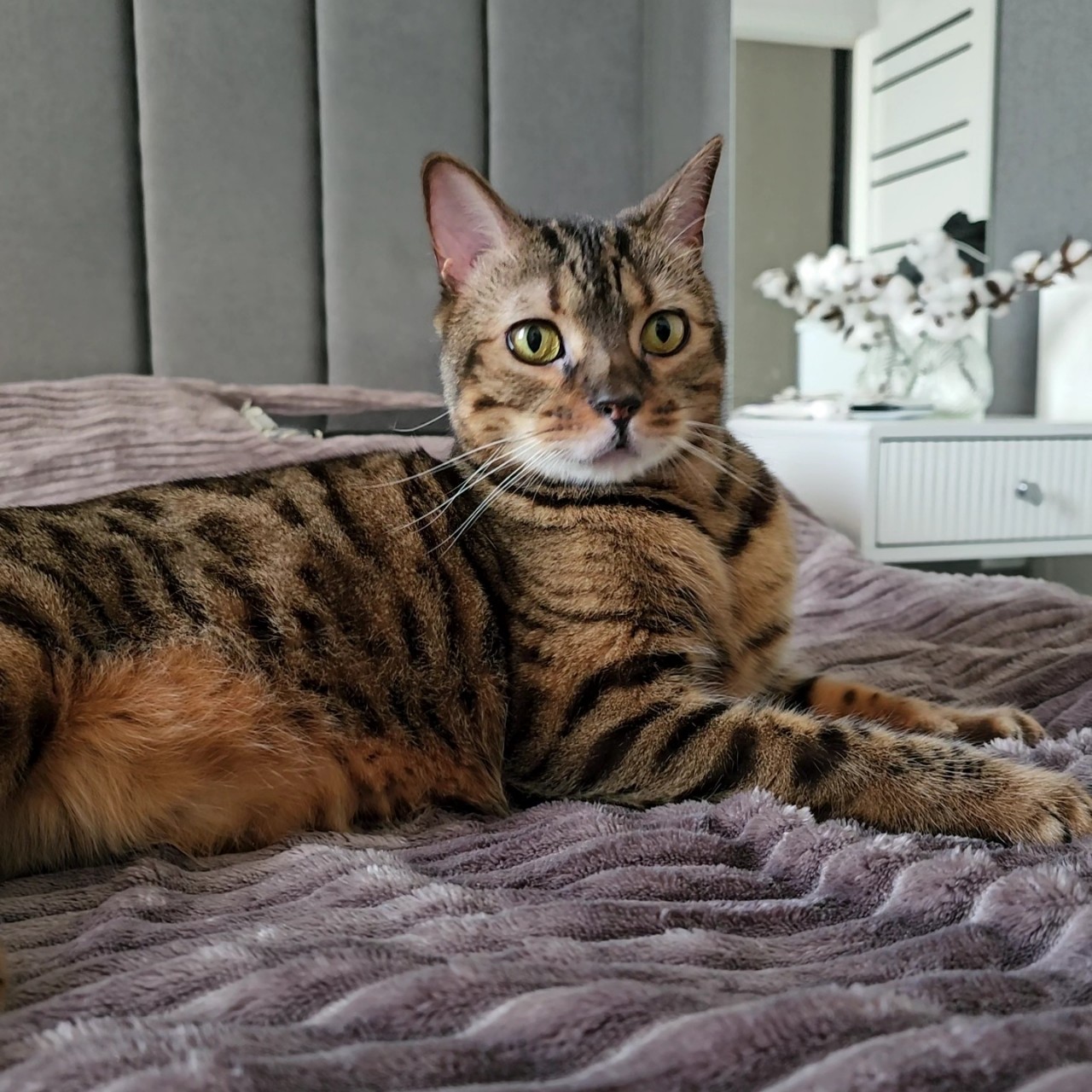 Ох, как же давно я здесь не был... Всем привет! 👋 😺

[#мыизкотограма ](мыизкотограма)[#кот ](кот)[#бенгальскийкот ](бенгальскийкот)#любимыйкот [#домашниепитомцы ](домашниепитомцы)[#животные ](животные)[#бенгал ](бенгал)[#блогкота ](блогкота)[#looky_топ ](looky_топ)