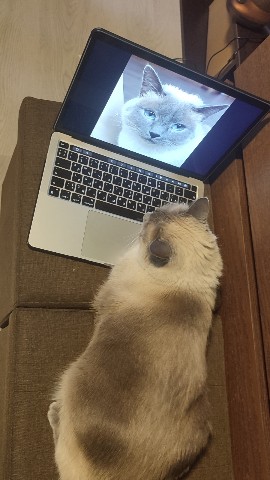 Cotollife в LOOKY. . За работой!