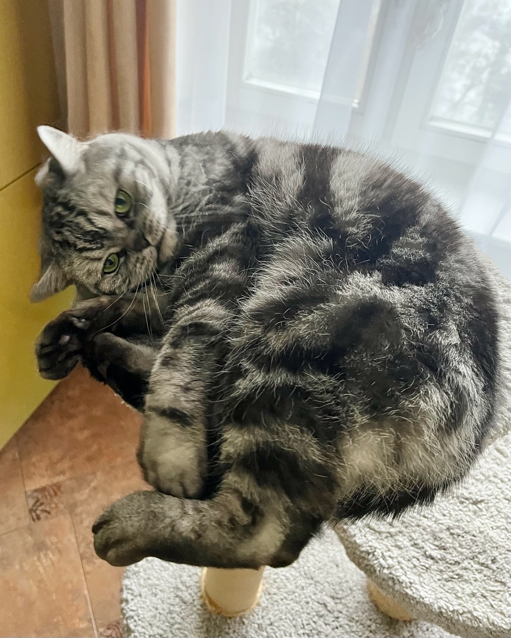 british_mars_cat в LOOKY — публикация