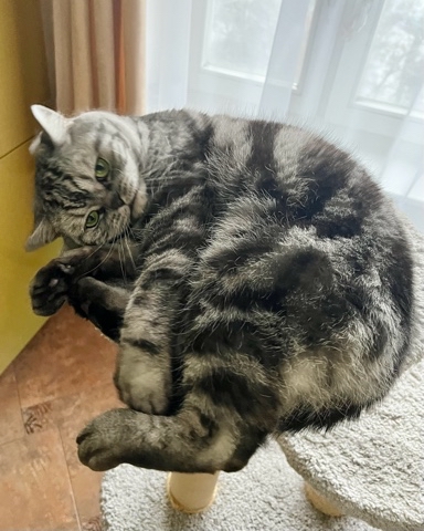 british_mars_cat в LOOKY. . 