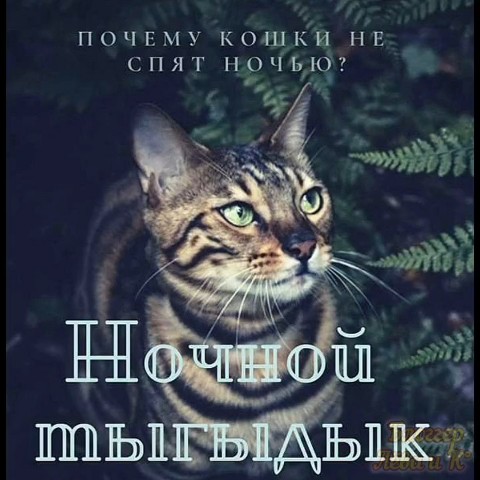 pserge61 в LOOKY. #БлоггерЛёваиК,#ДеньСкачиКакВетерВПрайде,#ДеньСкачиКакВетерВПрайде1,#рыжийкот,#ориентал,#сфинкс,#чёрныйкот,#норвежскийлеснойкот,#русскоевропейскаялайка,#котики,#мыизкотограма,#RedCat,#Oriental,#Sphinx,#NorwegianForestCat,#Laika. <<ДЕНЬ «СКАЧИ, КАК В...