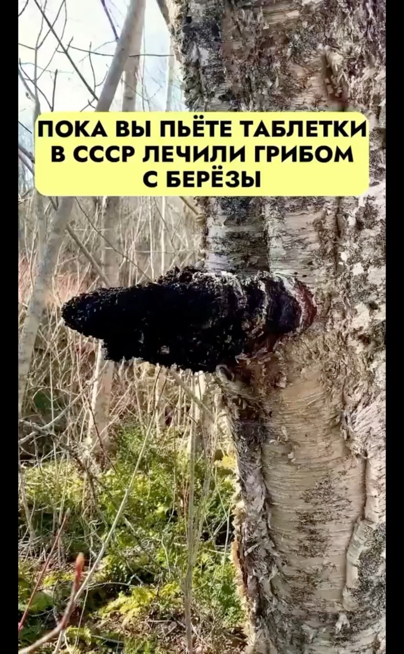 l.tvirova в LOOKY. #чага,#гриб,#ОРЗ,#простуда,#здоровье,#имбирь,#лимон. А можно просто залит...