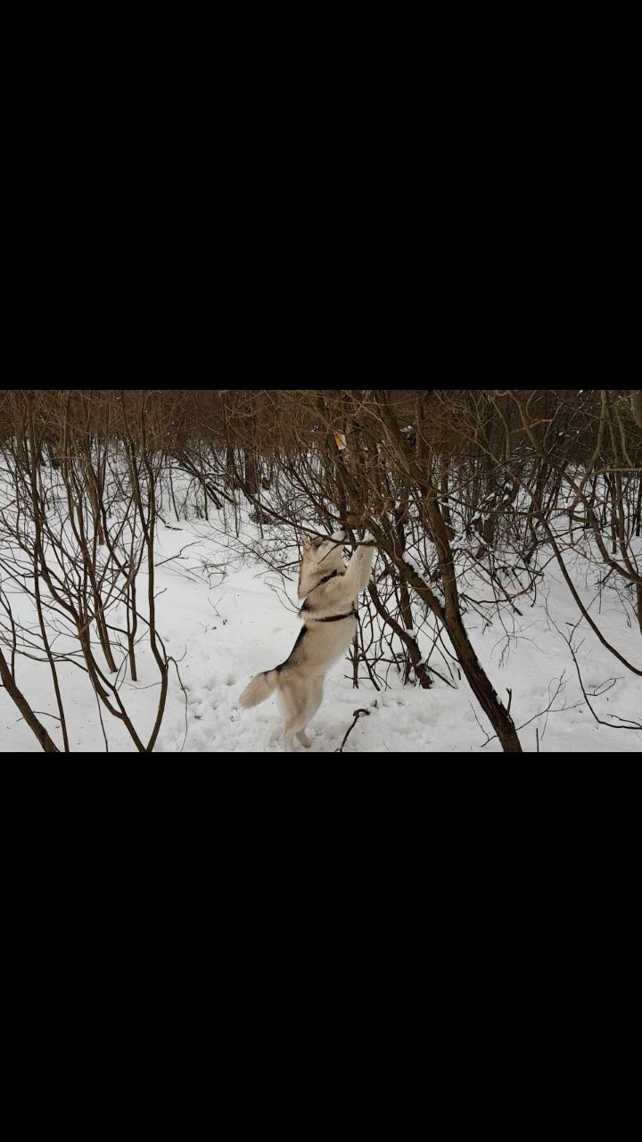 rustic_desserts_lv в LOOKY. #хаскиданька. [#husky ](husky)
[#х...