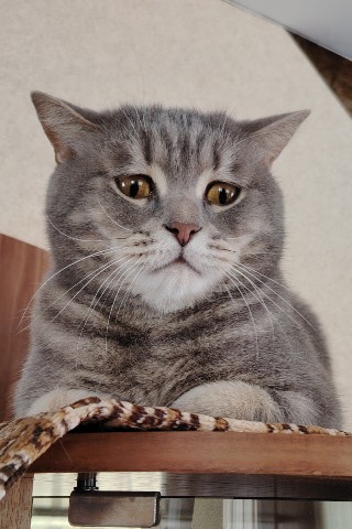 Looky_1721821026361 в LOOKY. #котиклямур,#дачазг,#дача,#кот,#любимыйкот. Лямурушка удивился
#...