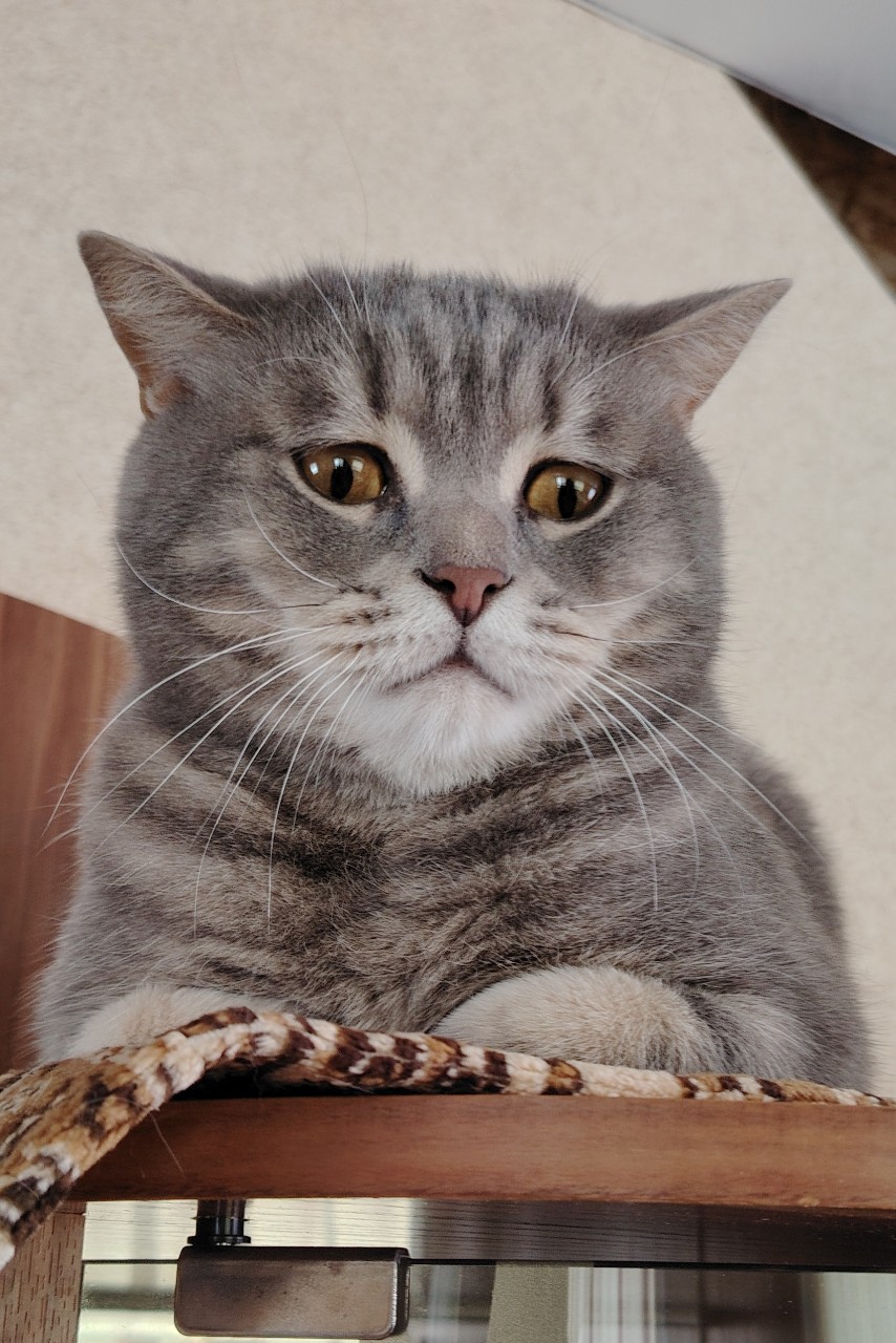 Лямурушка удивился
#котиклямур #дачазг #дача #кот #любимыйкот