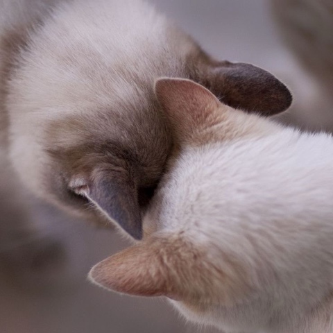 sl.cats в LOOKY. . 