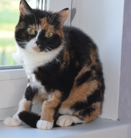 Габи в LOOKY. #зойка,#кошказойка,#кошка,#кот,#cat,#kitty. Очень грустный пост!...