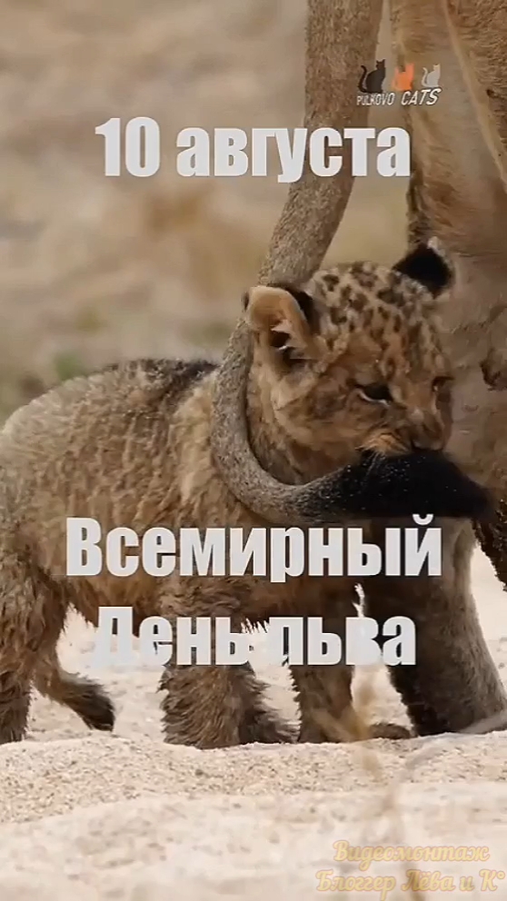 pserge61 в LOOKY. #БлоггерЛёваиК,#ВсемирныйДеньЛьва,#рыжийкот,#ориентал,#сфинкс,#чёрныйкот,#норвежскийлеснойкот,#русскоевропейскаялайка,#котики,#мыизкотограма,#WorldLionDay,#RedCat,#Oriental,#Sphinx,#NorwegianForestCat,#Laika. <<ВСЕМИРНЫЙ ДЕНЬ ЛЬВ...