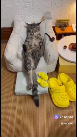 Senya в LOOKY — #Котя