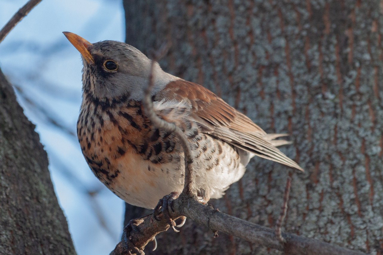[#birds ](birds)[#birdwatching ](birdwatching)[#birdphotography ](birdphotography)[#redwing ](redwing)#дрозд [#птицы ](птицы)