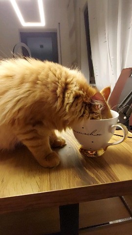 Simba в LOOKY. #симба,#котёнок,#meinkun. Симба любит воду , н...