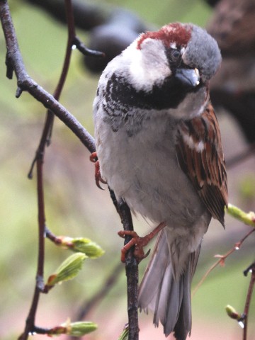 milenka2679 в LOOKY. #birdsofcity,#naturephotography,#birdsphotography,#sparrow,#воробьи. - Чё там по семкам??...