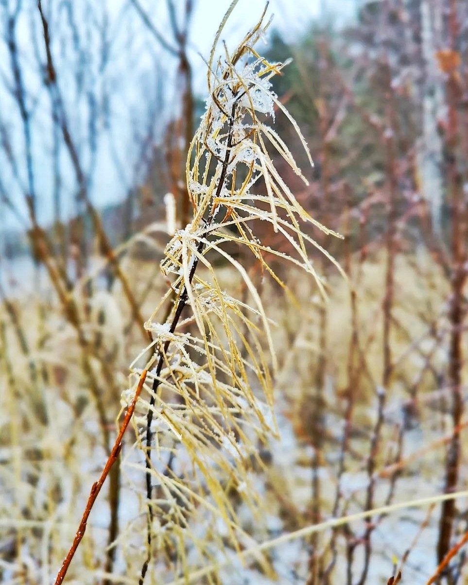 Виктор в LOOKY. #осень
#карелия,#karelia,#karjala,#живувкарелии,#осеньвпетрозаводске
#petroskoi,#petrozavodsk,#петрозаводск,#природа,#природакарелии,#photonature,#naturephoto
#looky,#looky_official,#LOOKY_контент,#looky_you,#you,#looky_топ. Карелия❄️Karjala
#ос...