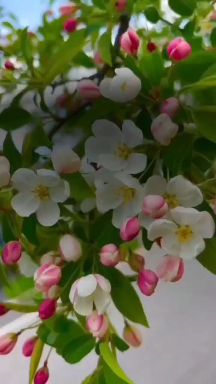 Светлана в LOOKY. . Рады сообщить: у нас...