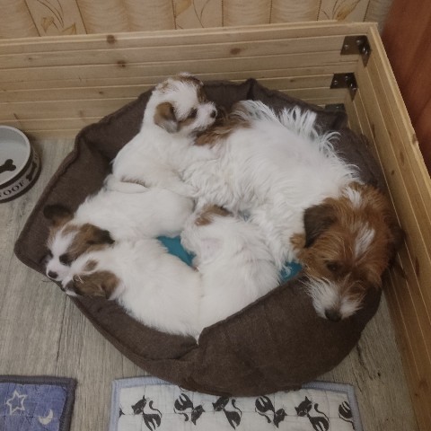 allegro_diavoletto_kennel в LOOKY. . Всем спокойной ночи ...