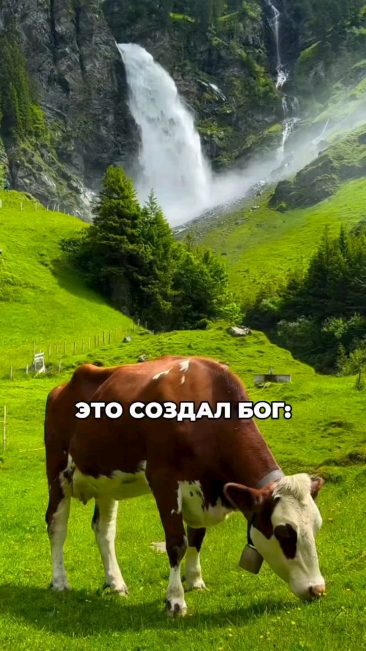 ivlevaaa_dari в LOOKY. . 