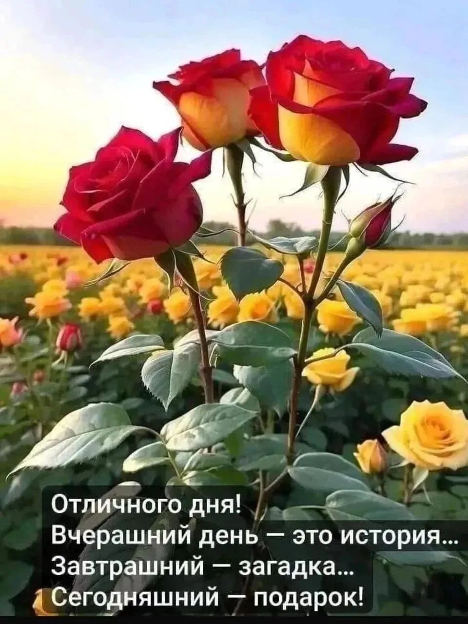  в LOOKY — публикация