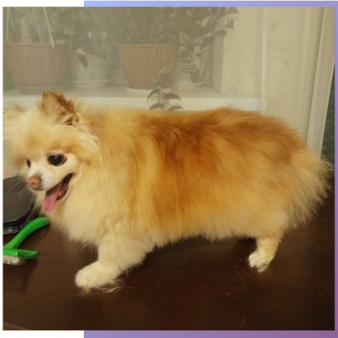 tanya.groomer в LOOKY. #шпиц,#шпицстрижка,#вычесшптца,#померанец,#померанский_шпиц,#грумингшпица,#стрижкасобак,#домашниеживотные,#питомец,#собаки,#пушистик. Санди🥰

*вычес
*стр...
