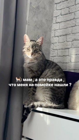 lifestyle influencer  блогерств в LOOKY. #233855851. Говорят, котов наход...