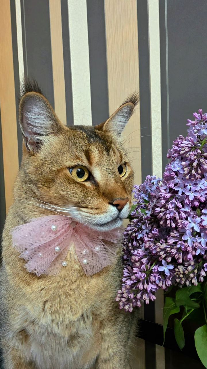 afina_zeus в LOOKY. #кошки,#коты,#большиекошки,#редкиекошки,#красивыекошки,#гибридныекошки,#фотомомент,#люблюкошек,#сирень,#looky,#looky_official,#looky_кошки,#looky_контент,#мыизкотограма,#хвостатый_друг. Понедедьник подкралс...