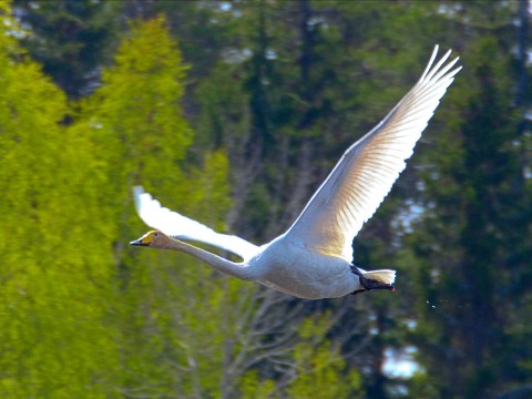 the.tail.wind в LOOKY. #nature#naturelife#naturephotography#wildlifestyle#tailwindphoto#animals#birds#swan#whooper_swan#cygnus_cygnus#природа#дикаяжизнь#зовприроды#животные#лебеди#лебедикликуны. #nature#naturelife#n...