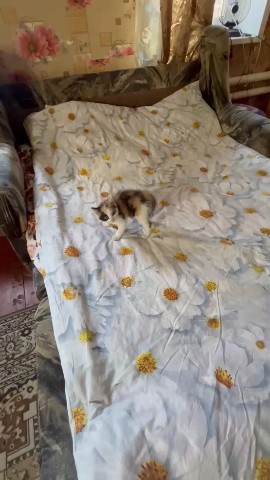 Татьяна Бушина в LOOKY. #хвостатый_друг. #хвостатый_друг
