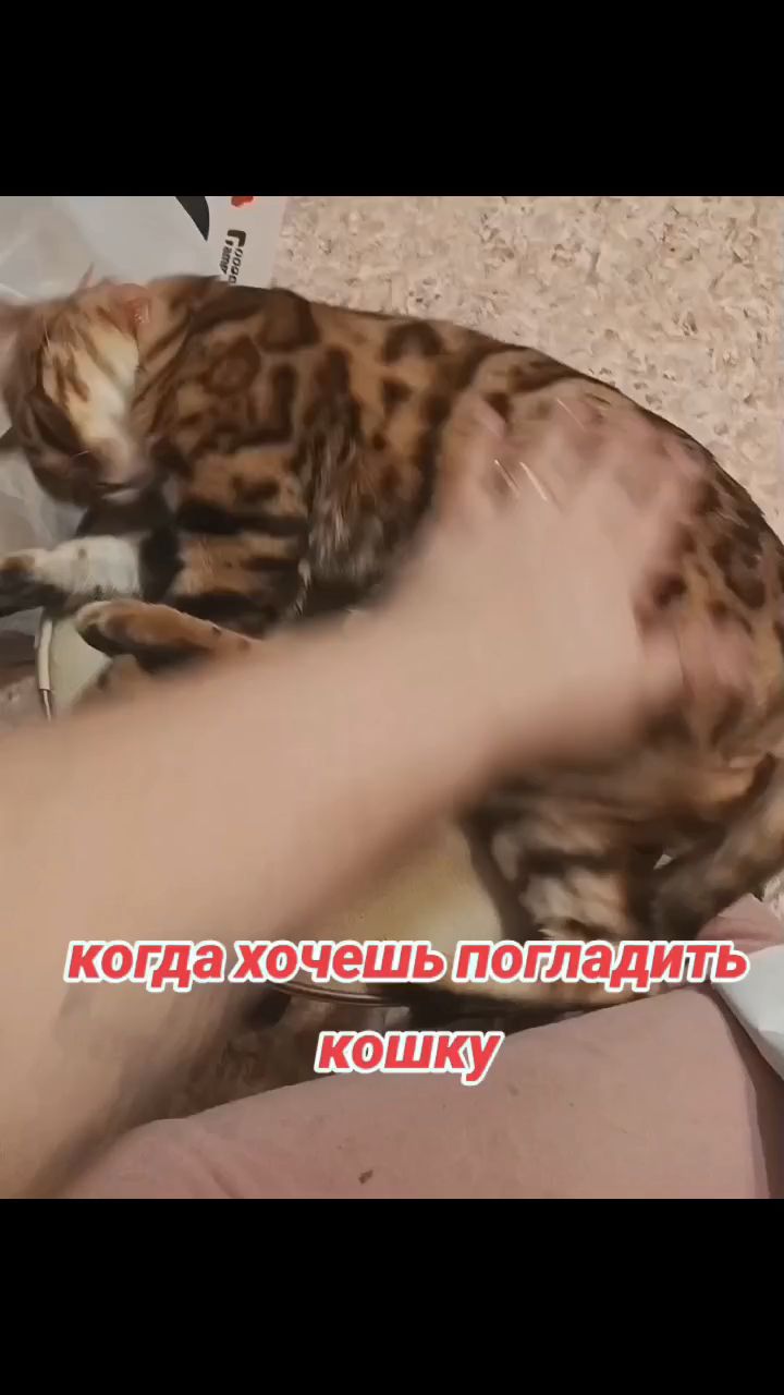 Екатерина в LOOKY. . [#бенгальскийкот ](б...
