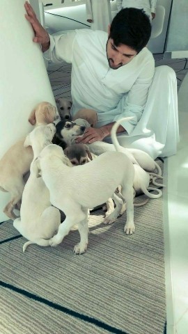 fazza3 в LOOKY. #saluki. [#dogsofinstagram](d...