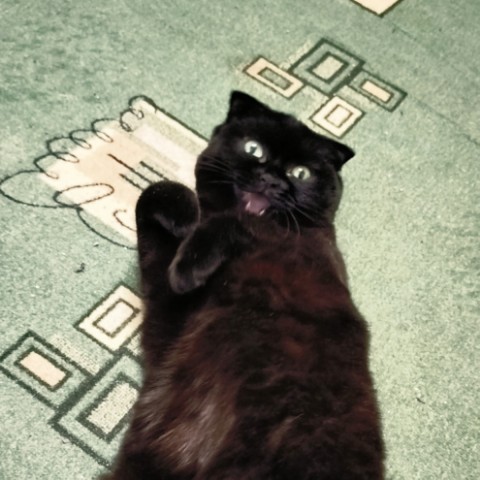 bysa_cats в LOOKY. #саратов,#ядома,#вечер,#новыйгод,#обнимашки,#вмиреживотных,#животные,#хвостик,#хвост,#киса,#киска,#кот,#кошка,#кошки,#котик,#котята,#хвостик,#лапки,#милота,#мимими,#мимимишность,#безкотажизньнета,#кот,#cat,#cats,#kitten,#kittycat,#meow,#NoFilter,#neko,#Repost,#blackcat,#cute,#weeklyfluff,#kitty,#kittens,#catlife,#catlover,#blackstarcat,#scottishfold,#pet,#bysa_cats,#catoftheday,#love,#photography,#Котикинаркотики,#безкотажизньнета,#золотойфонддрузей. 🐾🐾🐾🐾🐾🐾🐾🐾

#с...