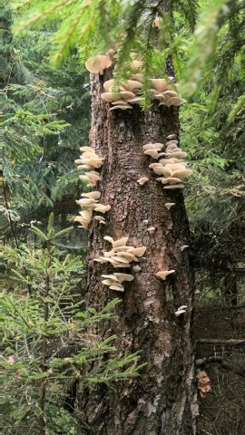 Оля Огонёчек в LOOKY — фото 10