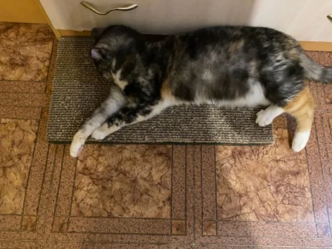 kogtedralka в LOOKY. #кошки,#котики,#котята,#прокошек,#когтеточки,#когтедралка,#двусторонняя_когтеточка,#рекомендации,#актуальное,#важно,#cats,#питомцы,#животные,#круто,#супер,#номер1,#чудо,#интересно,#красота,#сегодня,#счастье,#любовь,#лучшаякогтеточка,#топ. ✅️"Большая когтеточк...