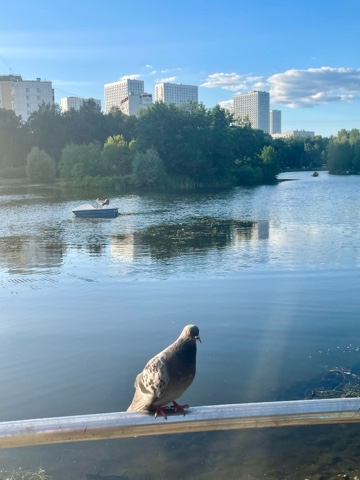 yuriy23 в LOOKY. #город,#голуби,#голубь,#птица,#птицы,#природа,#улица,#city,#birds,#nature,#summer,#сизарь,#орнитология,#парк,#Москва,#пруд,#фотонателефон. Город      /        ...